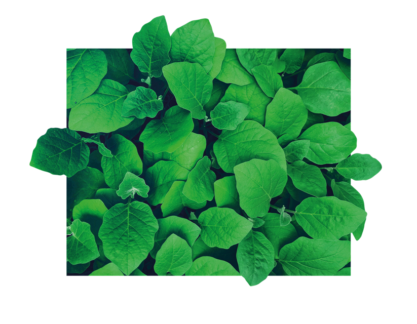 Grafika prezentująca prostokąt z zielonymi liśćmi