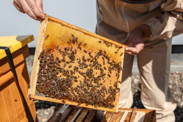 Pracownik UŚ trzyma plaster miodu z uczelnianej pasieki, na której znajduje się mnóstwo pszczół