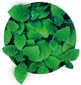 Grafika prezentująca koło z zielonymi liśćmi