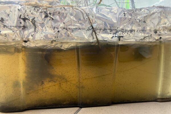 Badanie współpracy roślin – trzciny – z bakteriami | fot. Magdalena Noszczyńska