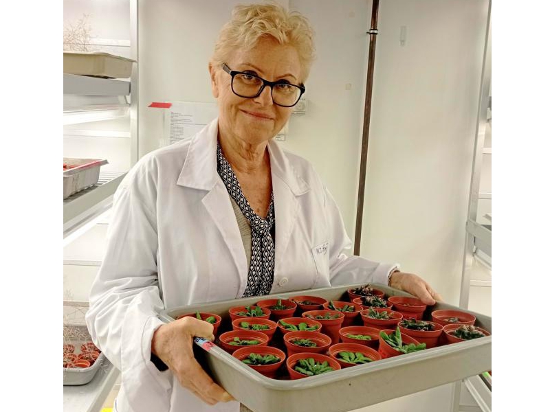 prof. Małgorzata Gaj