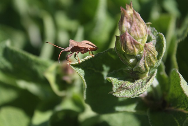 The Insect World – otwarte wykłady entomologiczne