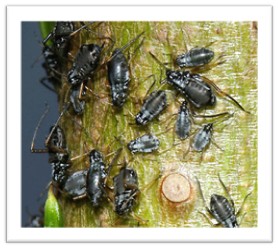 Mszyce z gatunku Cinara curvipes