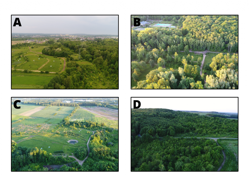 Semi-Natural Areas on Post-Mining Brownfields in Radzionków