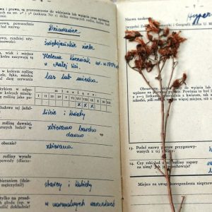 kolorowe zdjęcie przedstawiające otworzony zeszyt korrspondenta, na prawo ususzona roślina ziela świętojańskiego