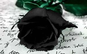 zdjęcie przedstawiające czarną różę leżącą na kartce zapisanego papieru - list