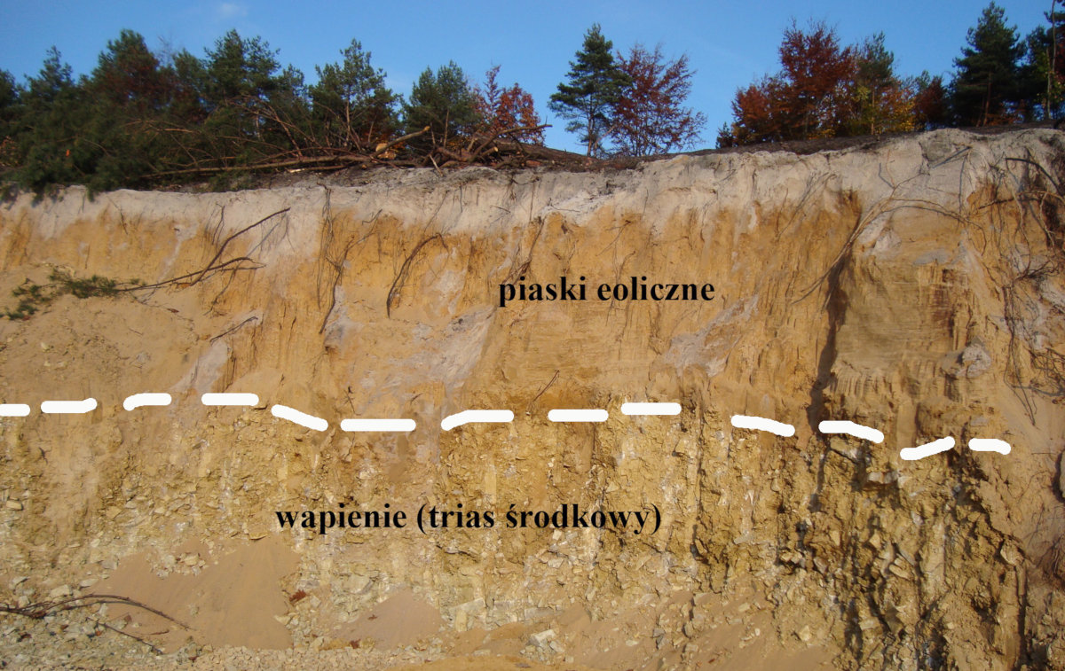 (Polski) Wydma w Łośniu – piaski eoliczne zalegające na wapieniach triasu środkowego