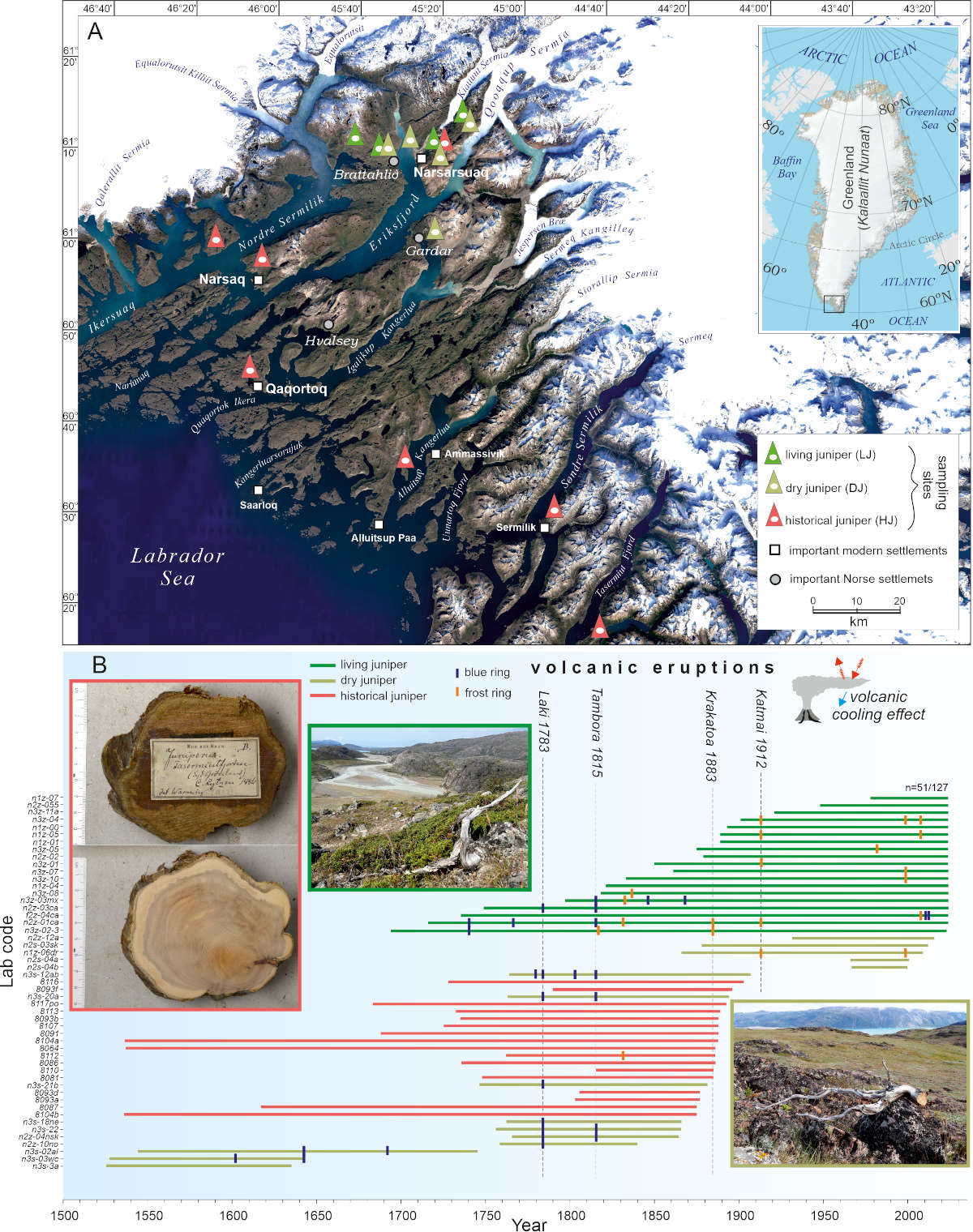(A) Location of the study area in southern Greenland with juniper sampling sites (living, dry and historical). (B) Dating of juniper dendrochronological sequences, with indication of blue and frost rings associated with volcanic eruptions.