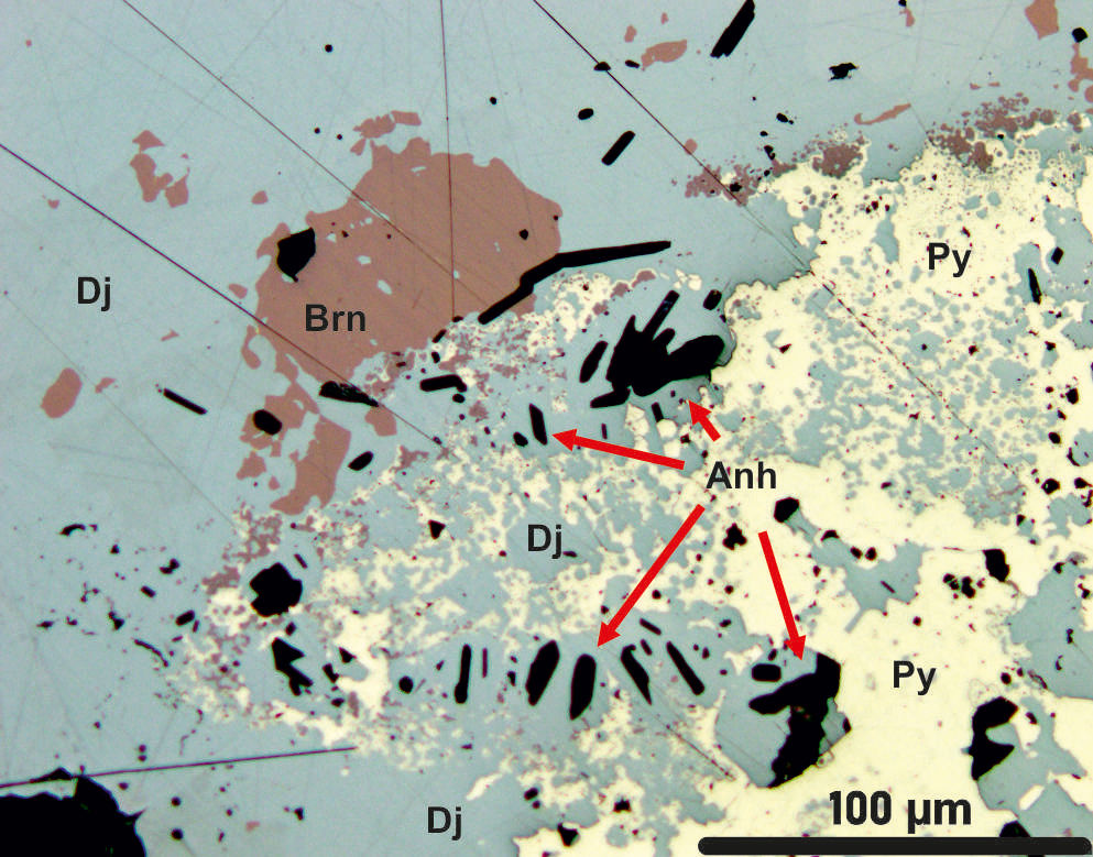 Djurleite (Dj) associated with bornite (Brn), anhydrite (Anh) and pyrite (Py). Reflected light.