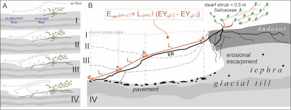(A) Model koncepcyjny rozwoju misy deflacyjnej i skarp erozyjnych w wyniku działania wiatru (etapy I - IV), (B) Schemat pomiarów tempa erozji na podstawie odsłoniętego korzenia wierzby zielnej (Salix herbacea).