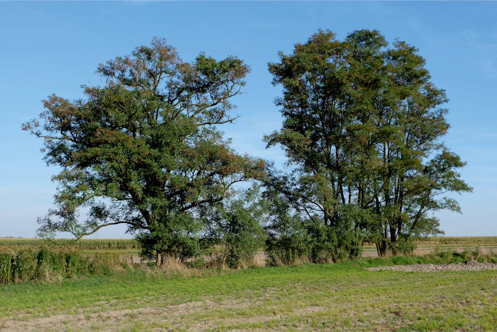 Drzewo Robinia akacjowa[;:en]Tree - Robinia pseudoacacia