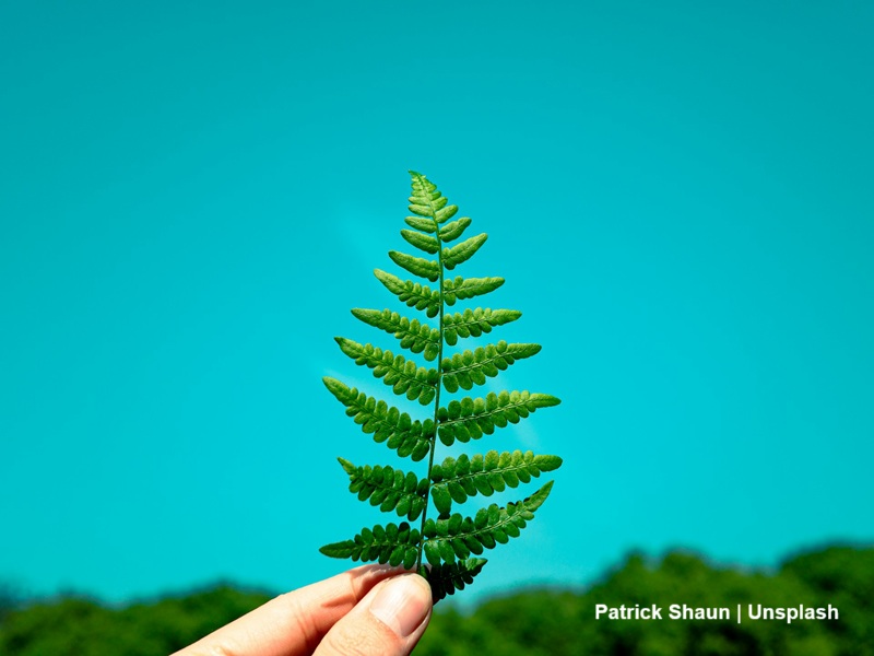 liść trzymany w dłoni