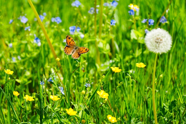 motyl na łące