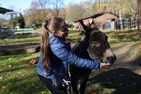 Studentka głaszcze osiołka po pyszczku