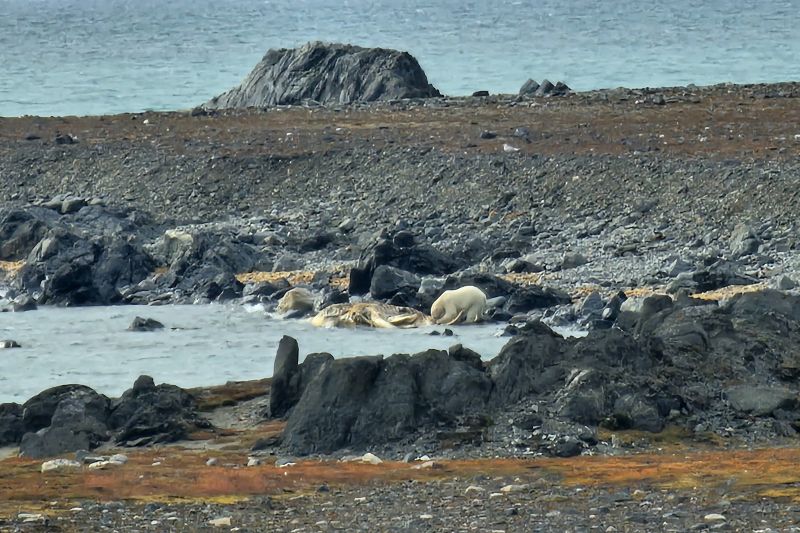 Niedźwiedź polarny i ciało martwego humbaka, widok z okna Stacji Polarnej | fot. Katarzyna Stachniak