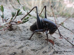 Samica Anabrus simplex składa jaja do ziemi