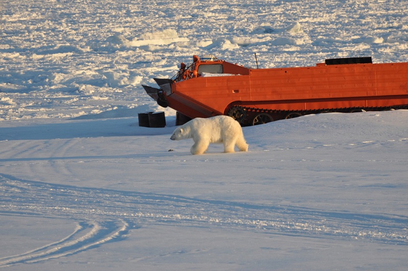Niedźwiedź polarny na Spitsbergenie