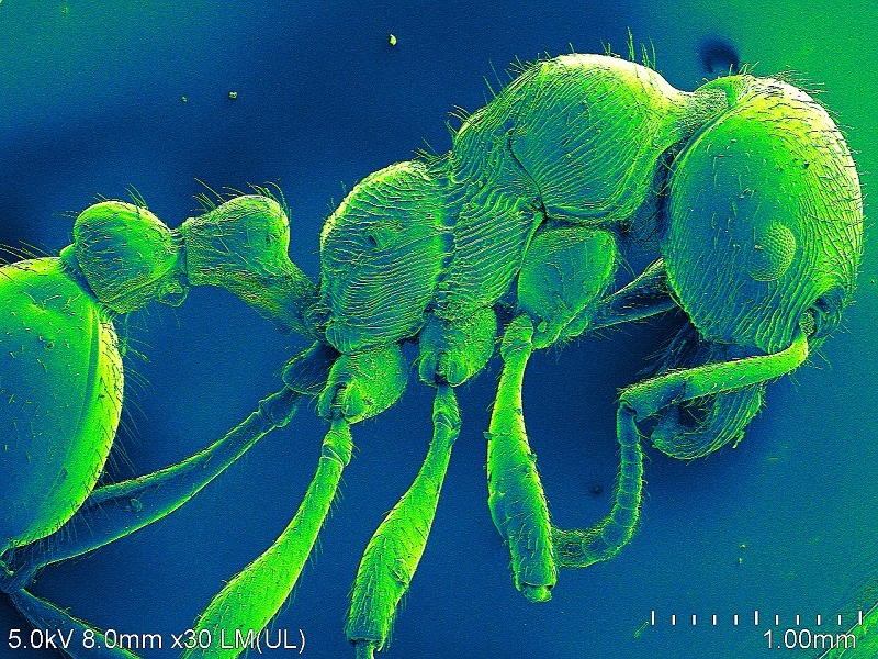 Mrówka wścieklica dorodna (Manica rubida), pow. 30x.