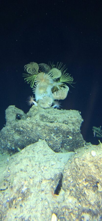 Asocjacja gąbkowo-liliowcowa na dnie Morza Karaibskiego | Fot. Mariusz Salamon