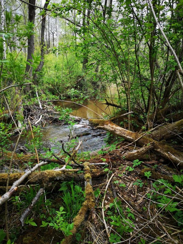 Biała Przemsza | fot. Agnieszka Czajka