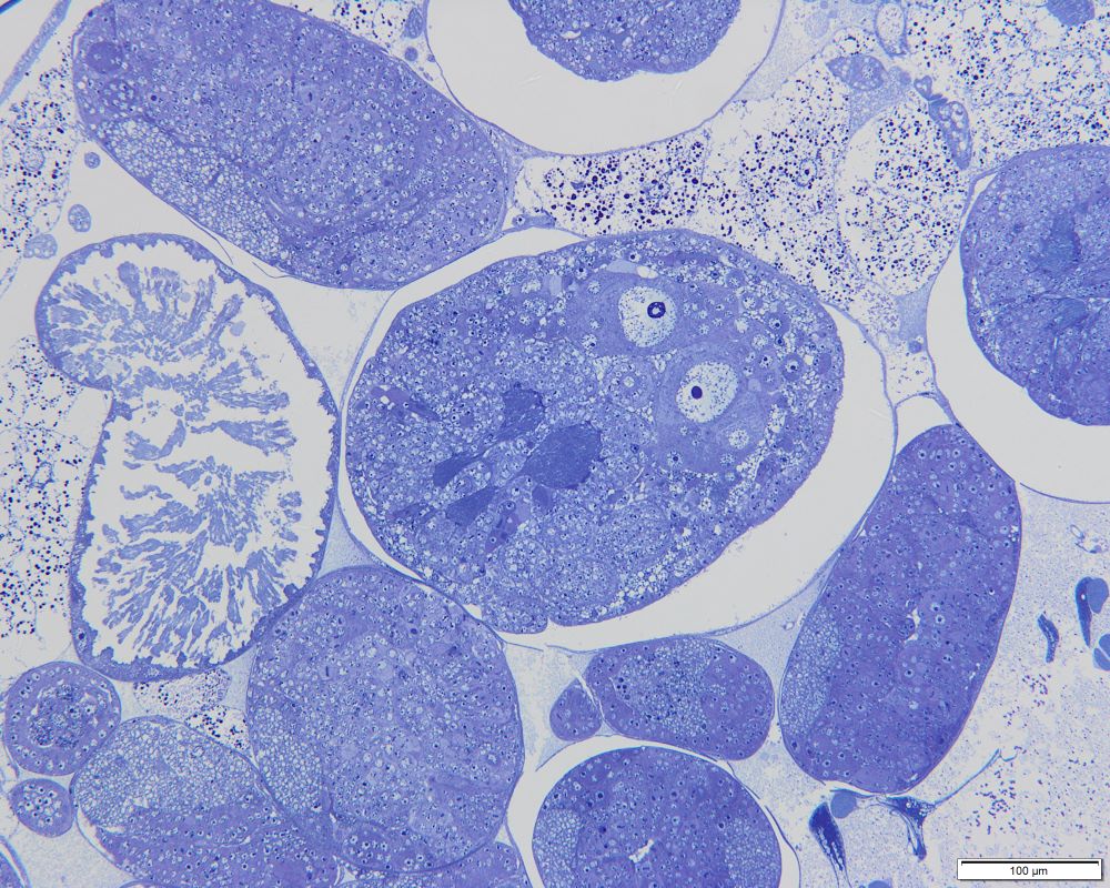 Mikroskopowa fotografia wnętrza ciała larwy dzieworodnej mszycy Cinara cupressi