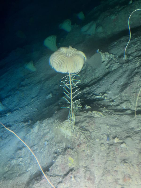 Dno Morza Karaibskiego Honduras 2022 | fot. Mariusz Salamon