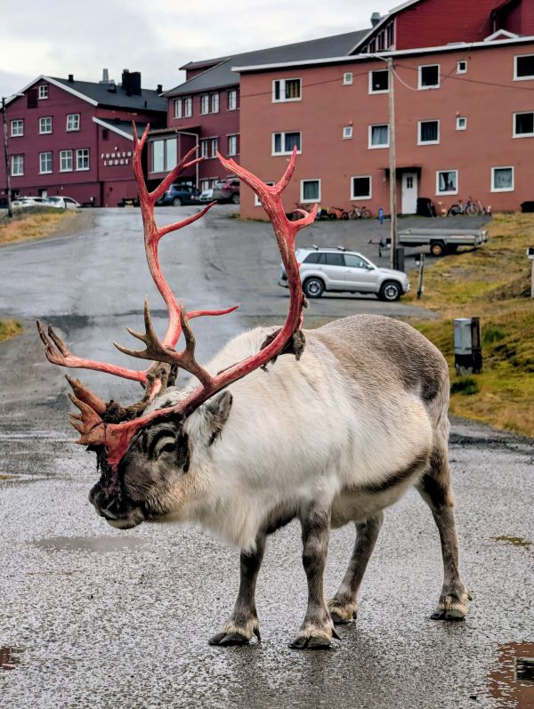 Dziki renifer, który zawędrował do centrum miasta | Fot. Daniel Migdalski