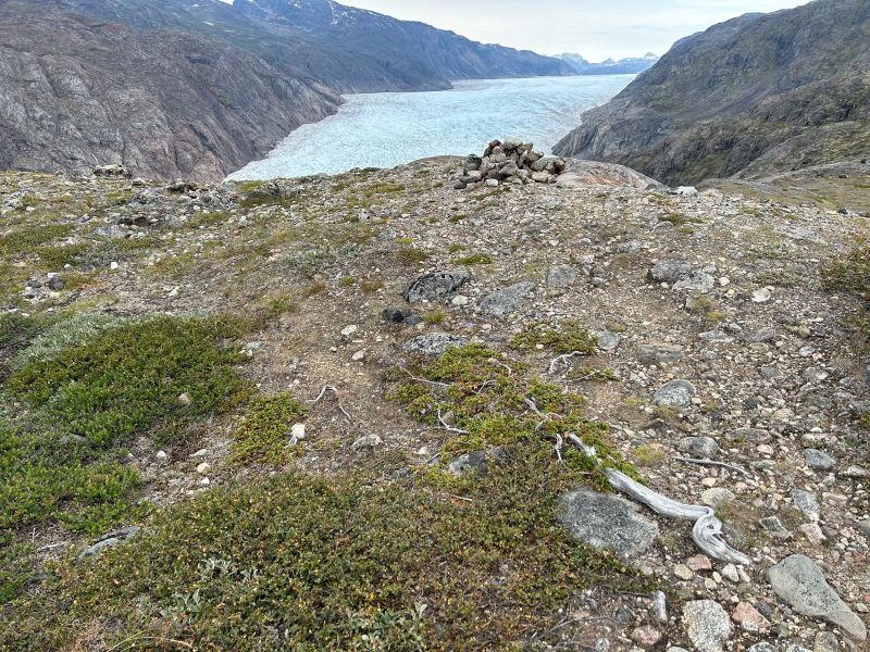 Okaz jałowca rosnący w ekstremalnych warunkach topograficznych i klimatycznych w pobliżu lodowca wypływowego Kiattuut Sermia w południowej Grenlandii | archiwum prof. Magdaleny Opały-Owczarek