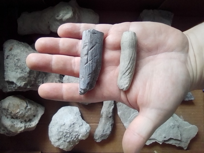 Dwa skamieniałe obiekty na dłoni