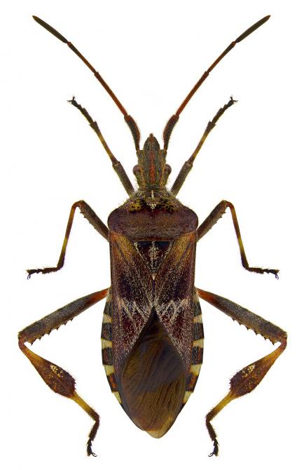 Leptoglossus occidentalis, czyli wtyk amerykański | fot. Artur Taszakowski