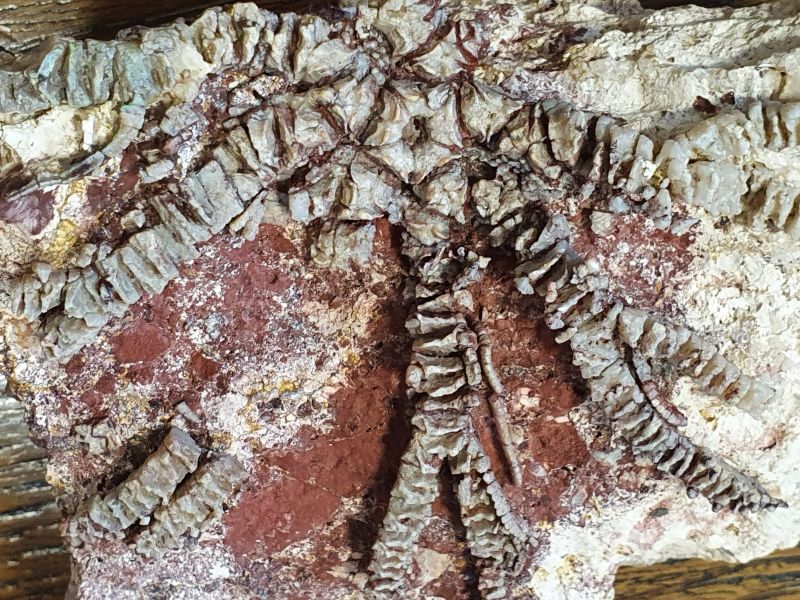 Skamieniałość liliowca bezłodygowego z okresu kredy (Australia) | Fot. Mariusz Salamon