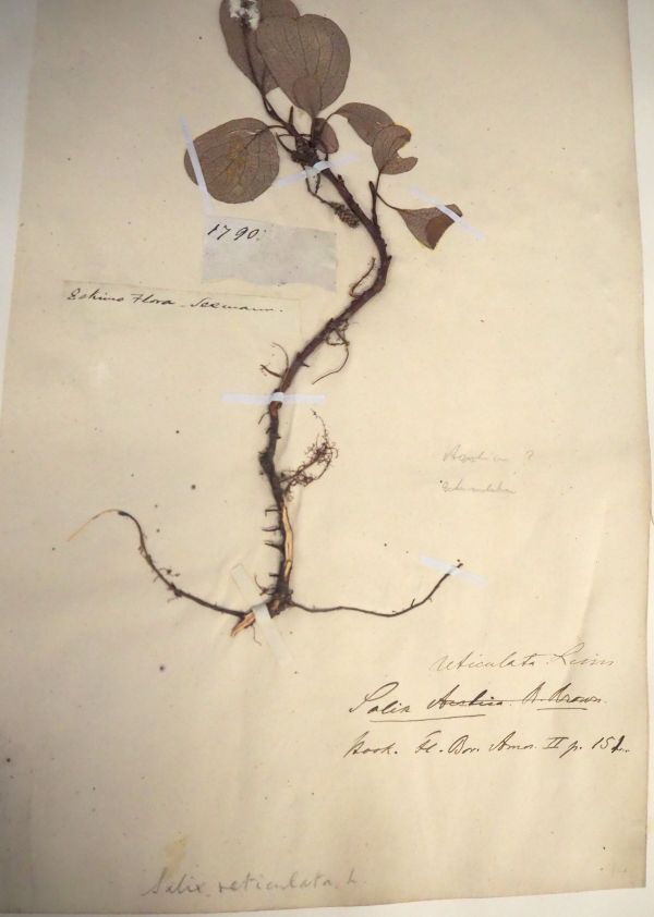Najstarsza karta ze zbiorów polarnych w Herbarium w Królewskim Ogrodzie Botanicznym w Kew (1790) | fot. Magdalena Opała-Owczarek