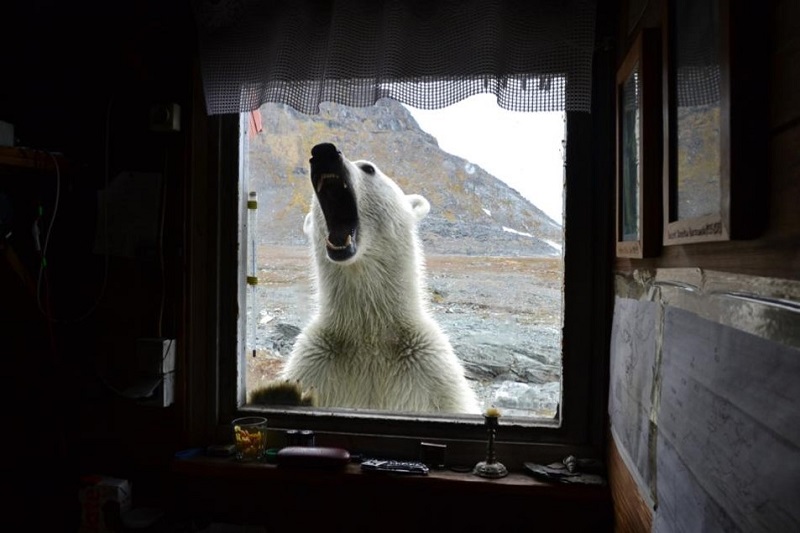 Niedźwiedź polarny zaglądający w okno Wrocławskiej Stacji Polarnej im. Stanisława Baranowskiego na Spitsbergenie