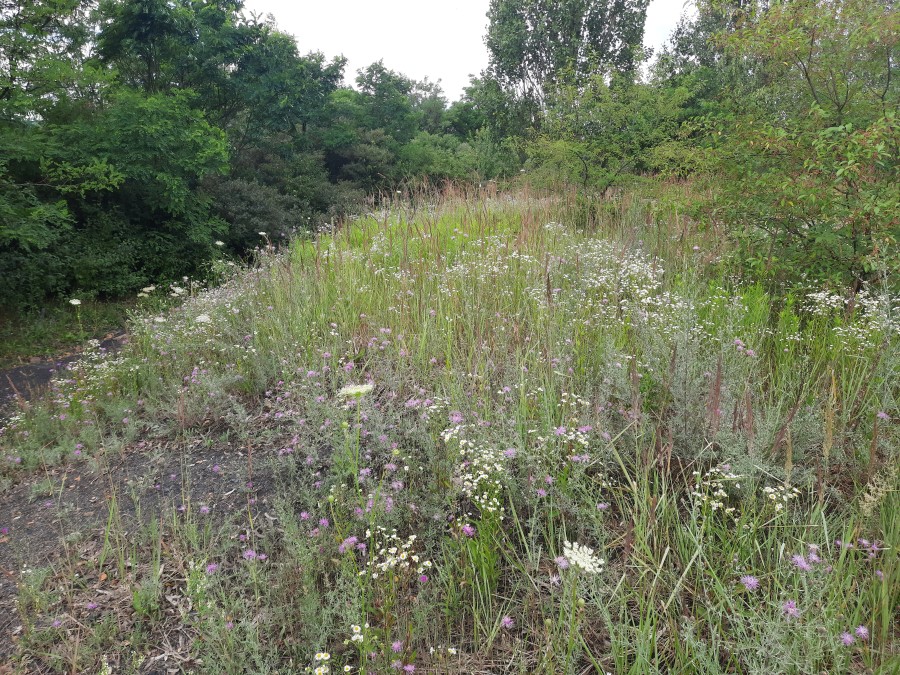 Novel ecosystems na hałdzie pogórniczej