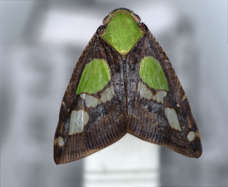 Okaz owada z rodziny Ricaniidae | fot. Jolanta Brożek