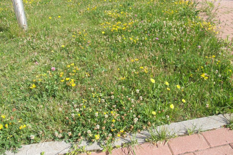 Trawnik z kwitnącymi roślinami przy chodniku