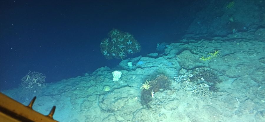 Dno Morza Karaibskiego widziane z batyskafu | Fot. Mariusz Salamo