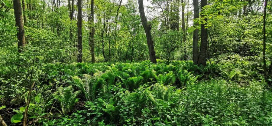 Rezerwat Dolina Potoku Rudno e województwie małopolskim | fot. dr hab. Anna Orczewska, prof. UŚ