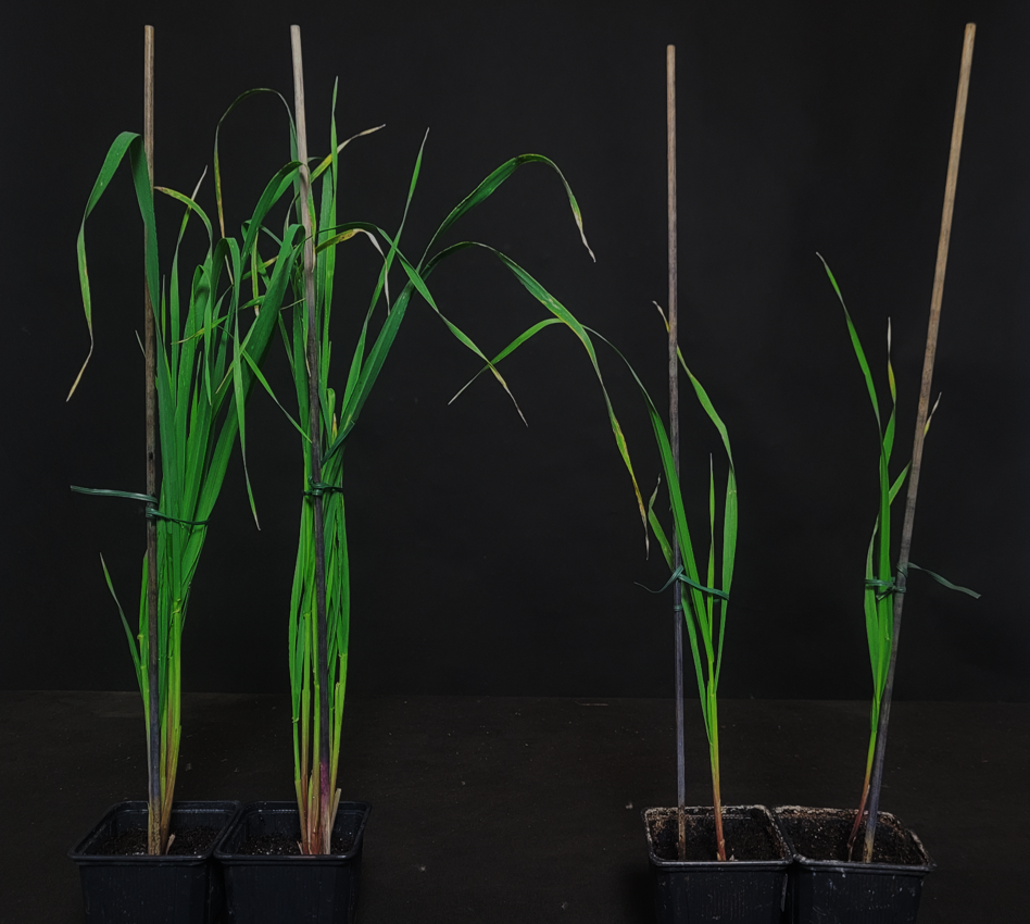 Różnice w fenotypie między jęczmieniem typu dzikiego Sebastian a mutantem hvd53a.f, który ma mutację w genie kodującym represor strigolaktonów | Fot. Marek Marzec