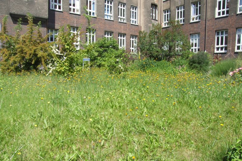 Trawnik widoczny przy budynku Wydziału Nauk Przyrodniczych UŚ