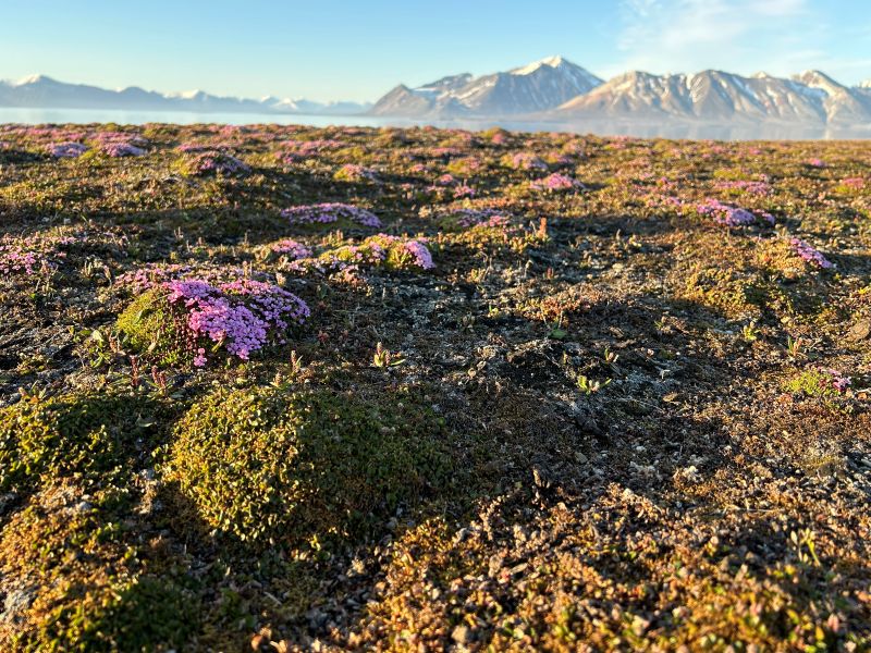 Tundra na Spitsbergenie | fot. Magdalena Opała-Owczarek