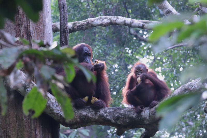 Wielkoskalowe wycinki dżungli na Borneo mają katastrofalny wpływ na żyjące tam gatunki zwierząt i roślin | fot. Łukasz Junkiert