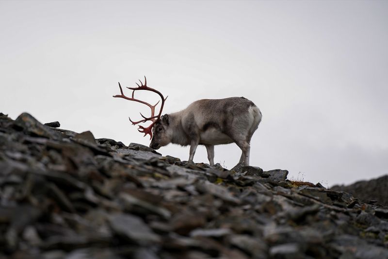 Uczestnicy czasem spotykali dzikie zwierzęta. Tutaj natknęli się na renifera | Fot. Daniel Migdalski