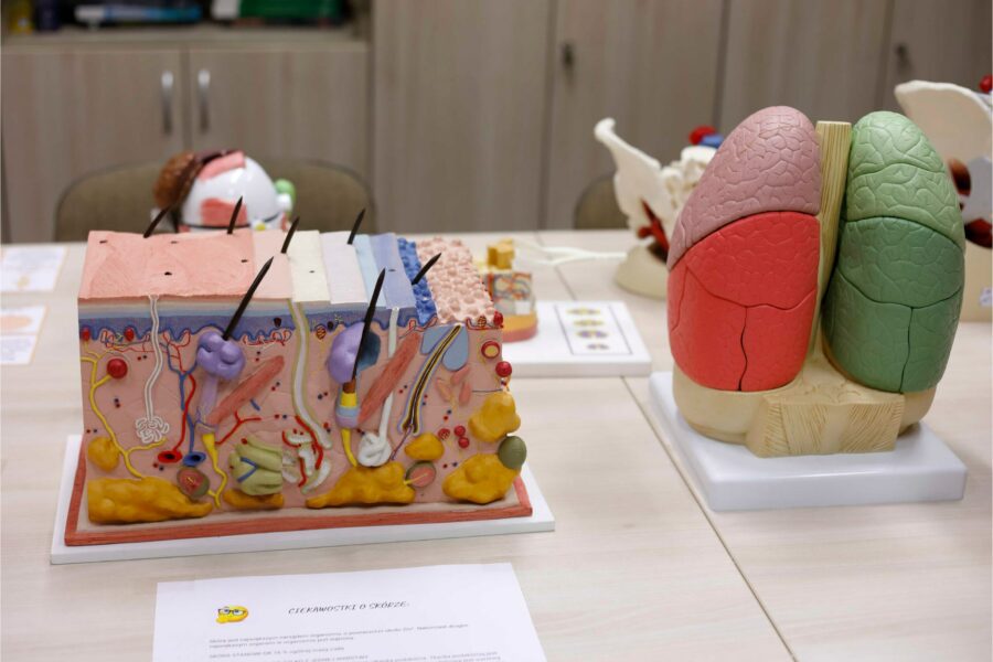 model anatomiczny płuc i skóry