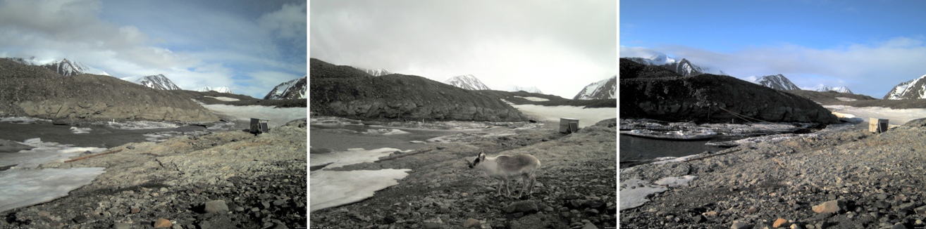 Trzy zdjęcia prezentujące ten sam fragment obszaru w okolicach lodowca, na jednym ze zdjęć młody renifer
