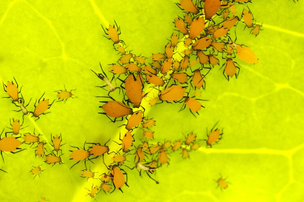 Zbiorowisko mszyc mlecznych na liściu / Milkweed aphids on a leaf