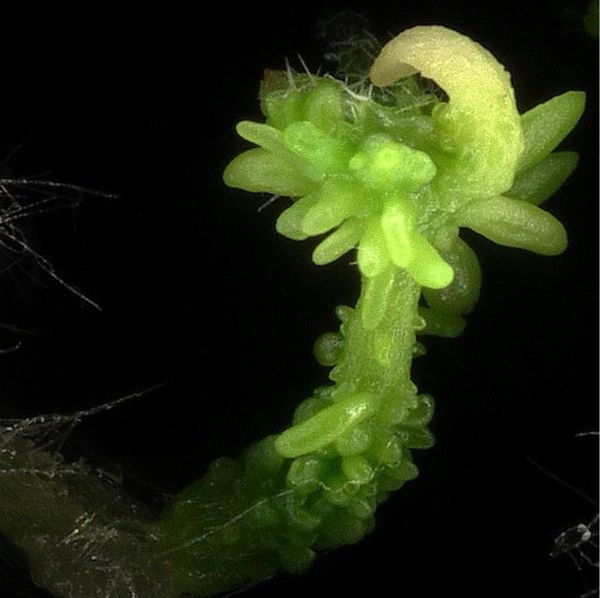 35SWOX5-GR+DEX | archiwum dr Anny Wójcik