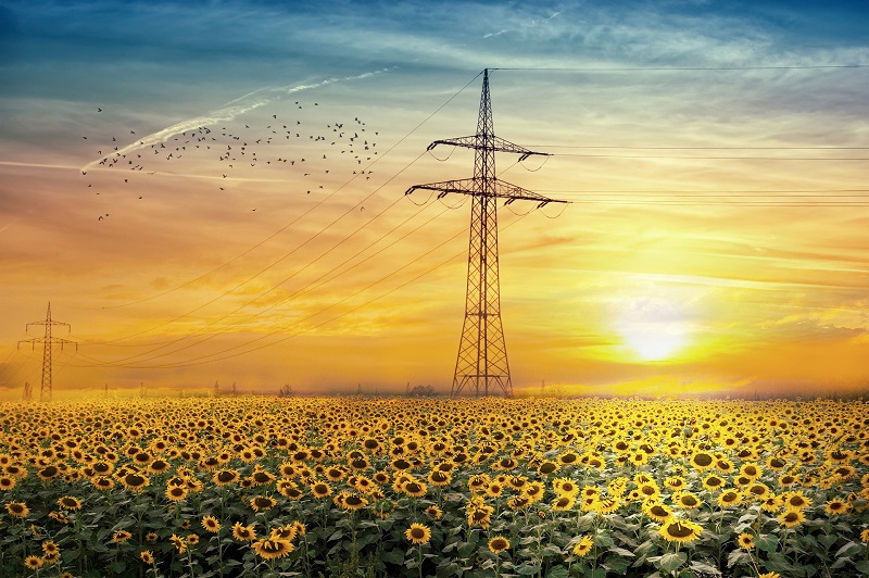 słup energetyczny stojący na polu pełnym słoneczników