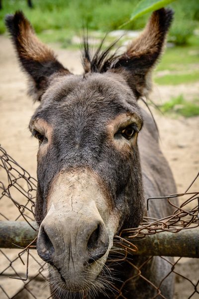 Osiołek Michał z chorzowskiego ZOO