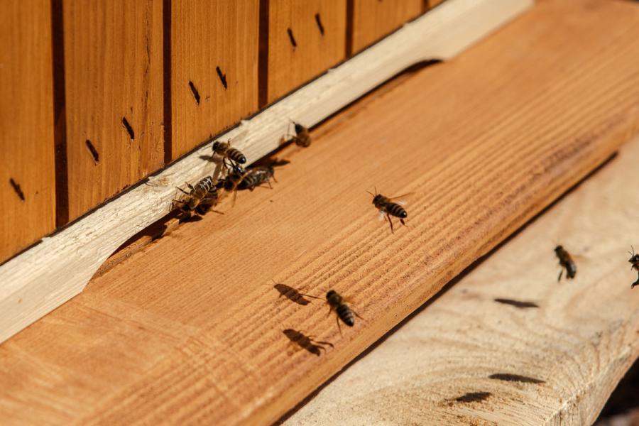 Pszczoły przy wylotku ula w uniwersyteckiej pasiece
fot. Agnieszka Szymala